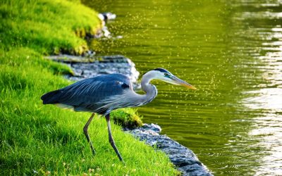 予算別！モントリオールのおすすめホテル15選