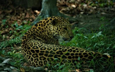 コルカタ完璧宿ガイド：高級から格安まで厳選ホテル15選