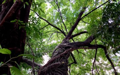 マニラホテル選びの決定版！予算別おすすめ15選