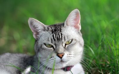 旅がもたらす幸福ホルモン：セロトニンを増やす旅の秘訣