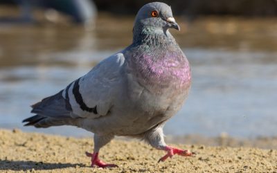 ブカレスト完璧滞在！目的別ホテルガイド2025