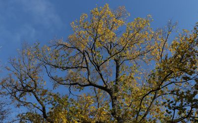 座ってできる？ドローイン運動の科学的効果を徹底解説