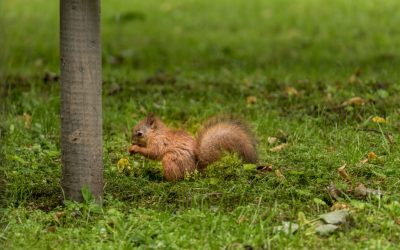 腹筋を割る!高タンパク低炭水化物ダイエット完全ガイド