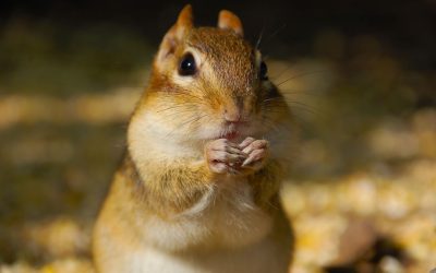 座りながらでも腹部脂肪を減らす!デスクワーク時代の賢い戦略