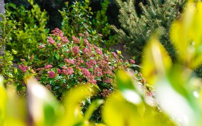 7日間短期ダイエット挑戦：期待と現実、そして健康的なアプローチ