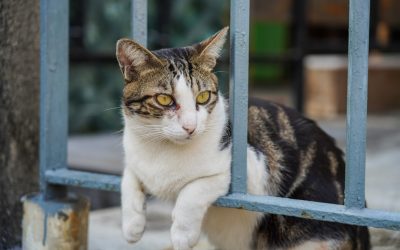 O脚矯正で身長は伸びる?科学的メカニズムを解説