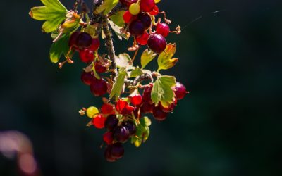 古の知恵と現代の癒し:代表的な伝統医学と治療法