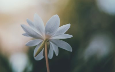 世界で実践される自己成長の秘訣:人気自己啓発法