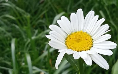 各国伝統医薬品の秘宝:自然の恵みと知恵