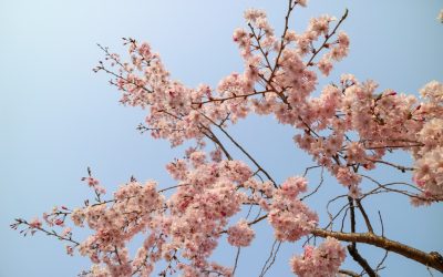 絶景秘湯：日本が誇る隠れた温泉地巡り