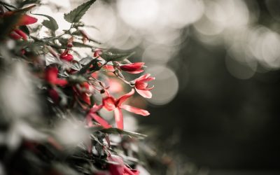 秘境温泉で心身を癒す:日本の絶景と静寂の湯