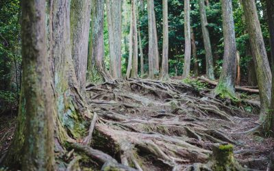 日本の秘境再発見:地方創生が紡ぐ魅力