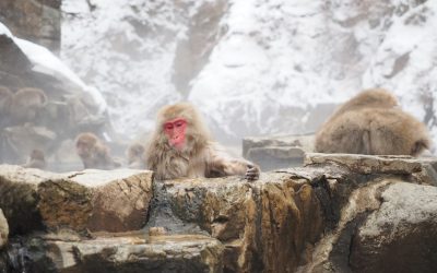 知られざる日本の秘湯:究極の癒し体験へ
