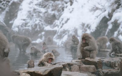 心癒す日本の秘境温泉:究極の癒し旅へ