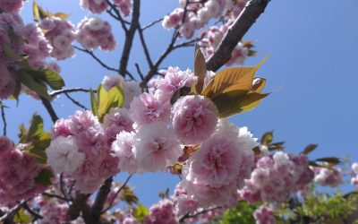 日本の秘湯巡り：絶景と癒しを求めて