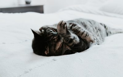 睡眠を2倍効率にする黄金ルーティン:2025年最新科学とテクノロジーで最高の目覚めを!