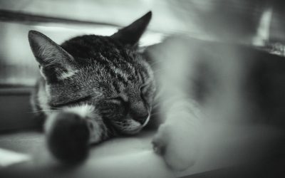 科学に基づいた快眠のヒント:2025年最新版で最高の休息を!