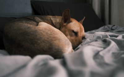 科学的根拠に基づいた快眠の秘訣：2025年最新情報で質の高い睡眠を手に入れよう！