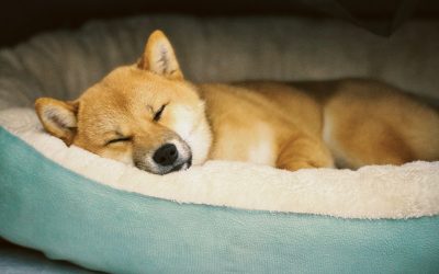 睡眠を2倍効率にする黄金ルーティン：2025年最新版ガイド