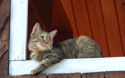 科学的根拠に基づいたストレス軽減法：2025年最新トレンドと実践ガイド