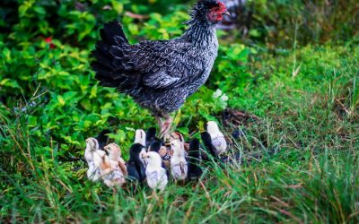 30代以降に摂るべき必須栄養素7選：今日から始める健康習慣