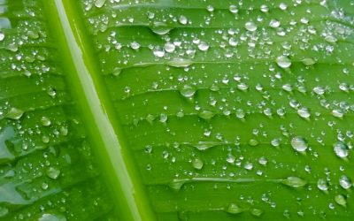 2025年最新版！SNSインフルエンサーとして輝くための完全ガイド