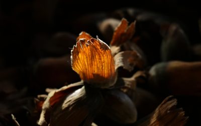 30代以降のあなたへ！健康と美しさを保つための必須栄養素7選 ✨