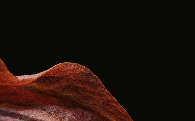 血液型と性格：日本の文化、最新トレンド、そしてブラハラ問題の深掘り