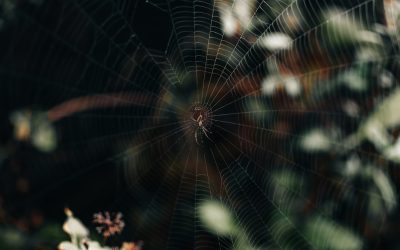 2026年のGoogle SEO最前線：Core Web Vitalsを制覇し、ブログを上位表示させる秘訣