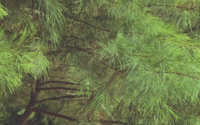 2026年最新版!相性占いで見つける、あなたの運命の相手と最高の関係性 💖