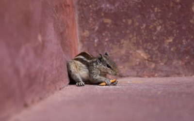 世界の美食を巡る旅:2026年最新トレンドと究極のグルメ旅攻略法